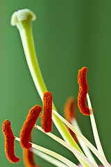 Image showing Close up of a pink orchid with green background