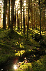 Image showing Fairy tale forest