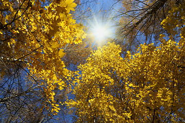 Image showing Beautiful autumn trees and sun