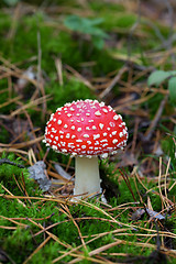 Image showing Fly agaric (Amanita muscaria) in forest