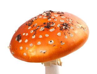 Image showing Amanita muscaria mushroom with pieces of dirt