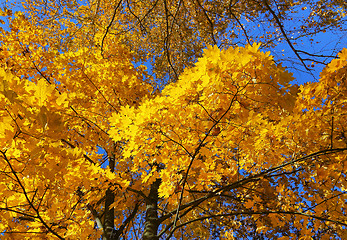 Image showing Beautiful autumn trees