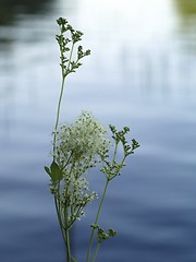 Image showing cows parsley