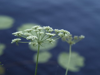 Image showing cows parsley