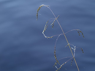 Image showing hay next to lake