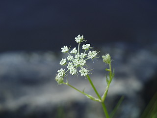 Image showing cows parsley