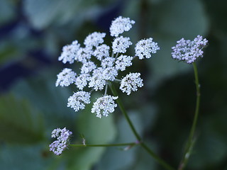 Image showing cows parsley