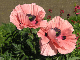 Image showing giant poppies