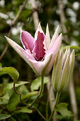 Image showing clematis doctor ruppel