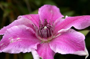 Image showing clematis doctor ruppel