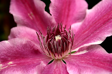 Image showing clematis doctor ruppel
