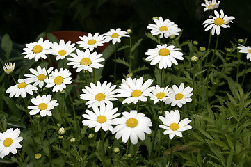 Image showing daisies