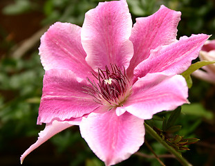 Image showing clematis doctor ruppel