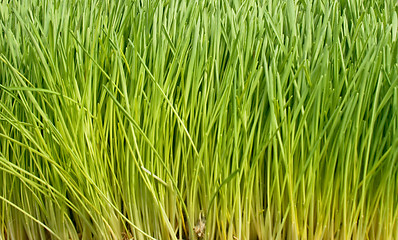 Image showing Wheat grass