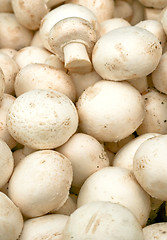 Image showing White mushroom