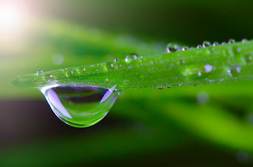 Image showing waterdrop on green on a blade of grass 