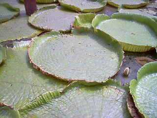 Image showing Big waterplants,Thailand