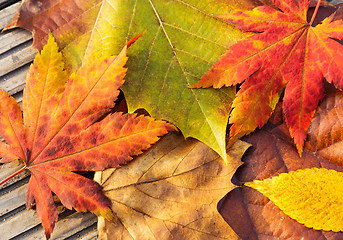 Image showing Maple leave in autumn 