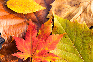 Image showing Autumn leaves 