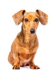 Image showing Dachshund dog 