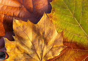 Image showing Maple leave in autumn 