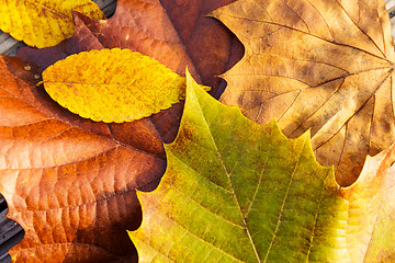 Image showing Maple leave in autumn