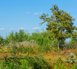 Image showing Forest