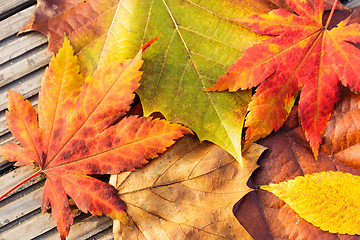 Image showing Fall leaves