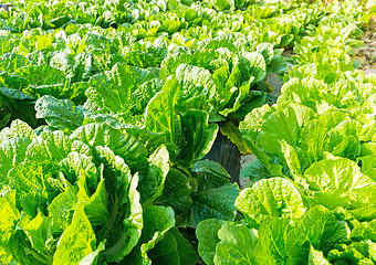 Image showing Fresh lettuce in field