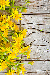 Image showing wild yellow flowers