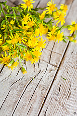 Image showing wild yellow flowers