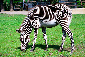 Image showing Zebra