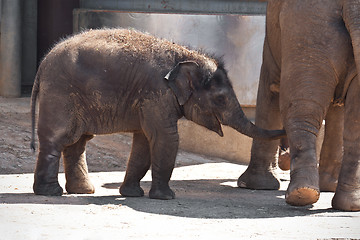 Image showing Elephant