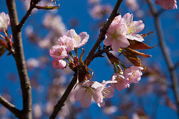 Image showing Cherry blossom