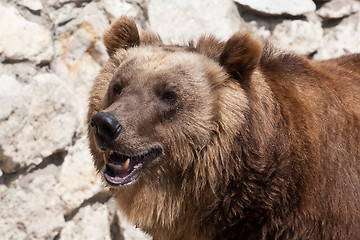 Image showing Bear