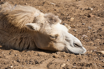 Image showing Camel