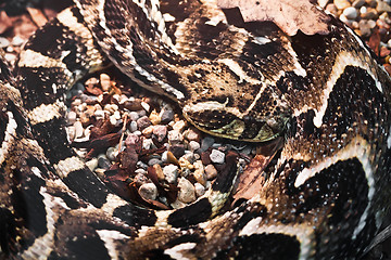 Image showing Gaboon viper