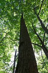 Image showing Green forest