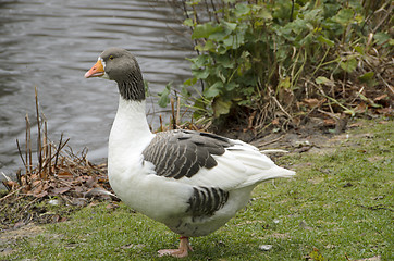 Image showing Olandsgoose