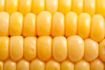 Image showing Corn