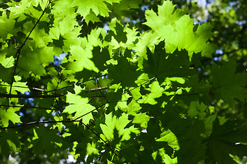 Image showing Leaves background