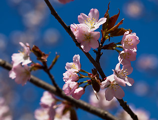 Image showing Cherry blossom