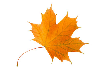 Image showing Maple leaf