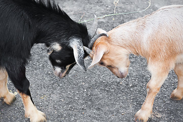 Image showing Goats