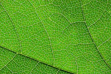 Image showing Green leaf