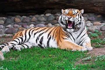 Image showing Tiger