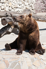 Image showing Bear