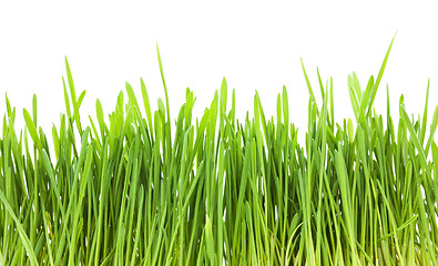 Image showing Green grass