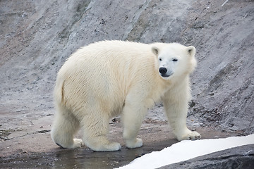 Image showing Polar bear