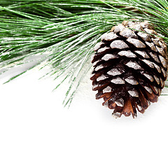 Image showing fir tree branch with pinecone 